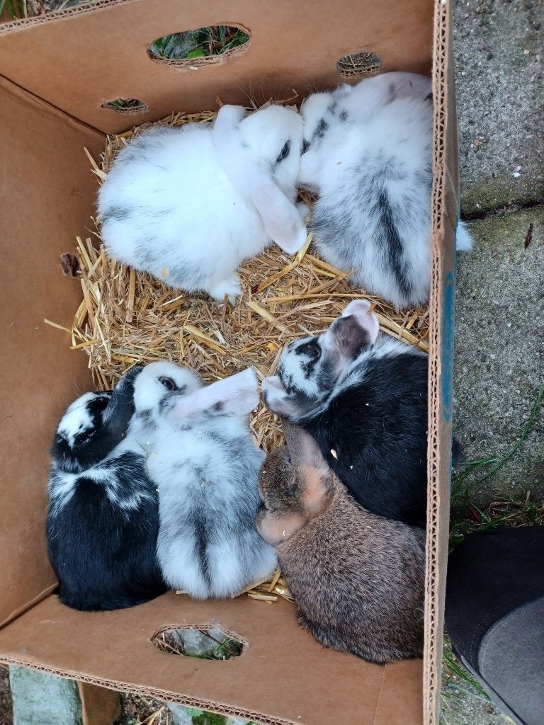 dwerg konijntjes, Dieren en Toebehoren, Dwerg
