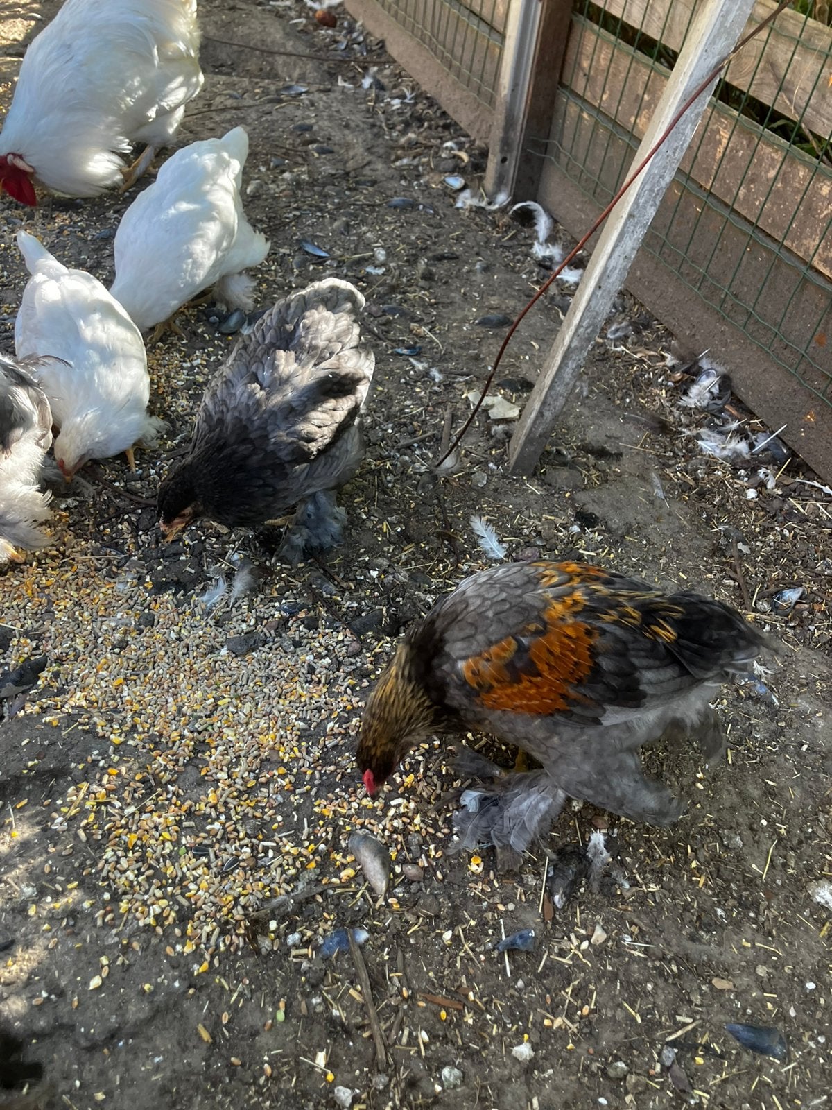 Legkippen 15€, Dieren en Toebehoren, Pluimvee