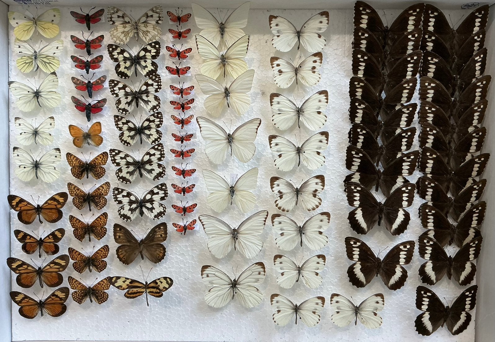 GOEDKOPE VLINDERS voor stolp / collectie/ kunstwerk, Verzamelen, Ophalen, Zo goed als nieuw