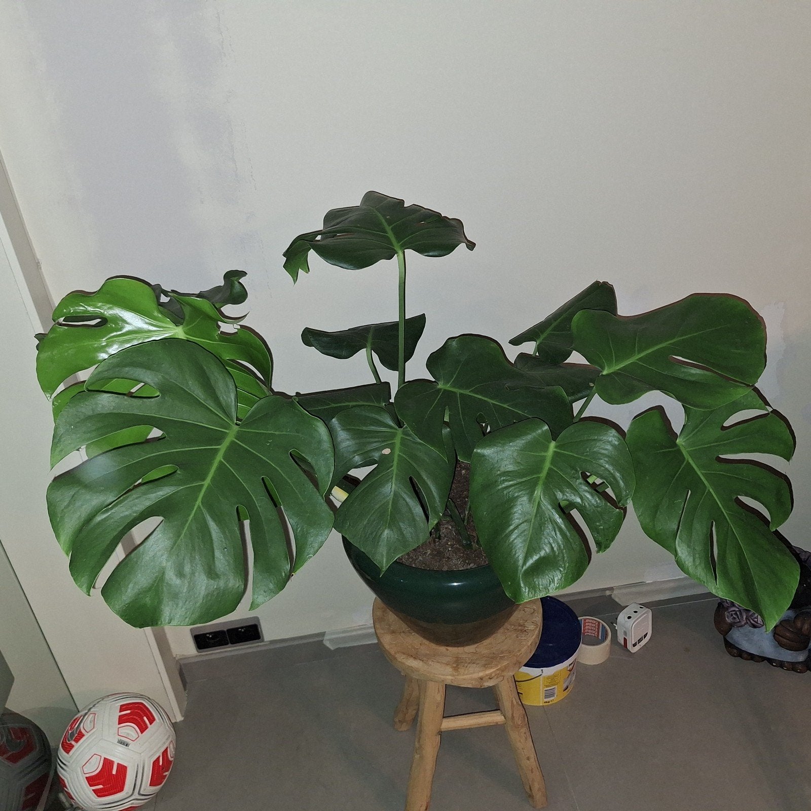 kamerplant zonder bloempot en aarde, Huis en Inrichting, Ophalen, Ficus, Halfschaduw, Minder dan 100 cm