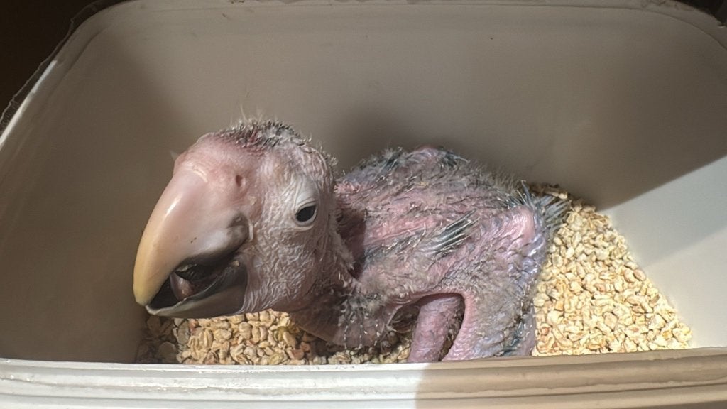 Te reserveren tamme geelvleugel ara, Dieren en Toebehoren, Geslacht onbekend, Papegaai, Pratend