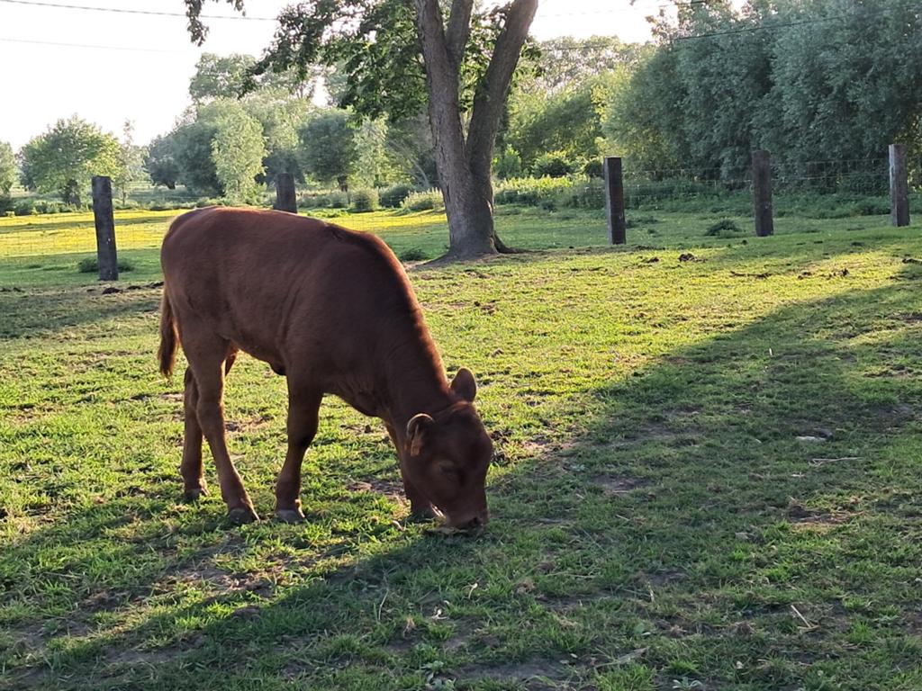 Dexter vaars en stierkalf