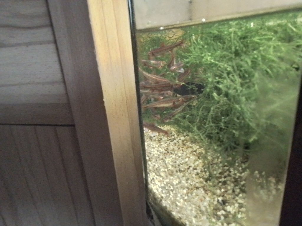 Notropis, Ophalen, Gebruikt