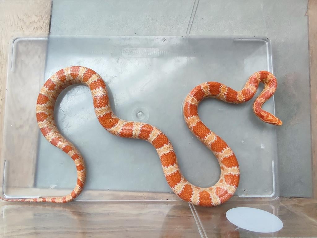 2 serpents des blés, Serpent