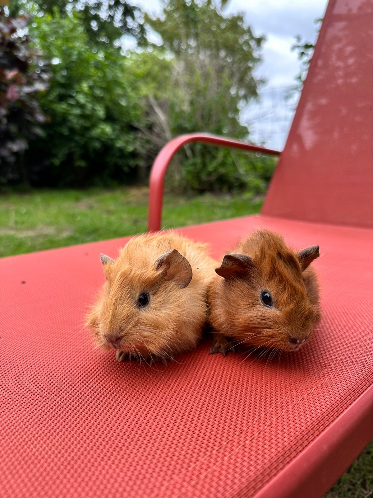 Borstelhaar cavias, Dieren en Toebehoren, Knaagdieren, Cavia, Mei, Meerdere dieren, Tam