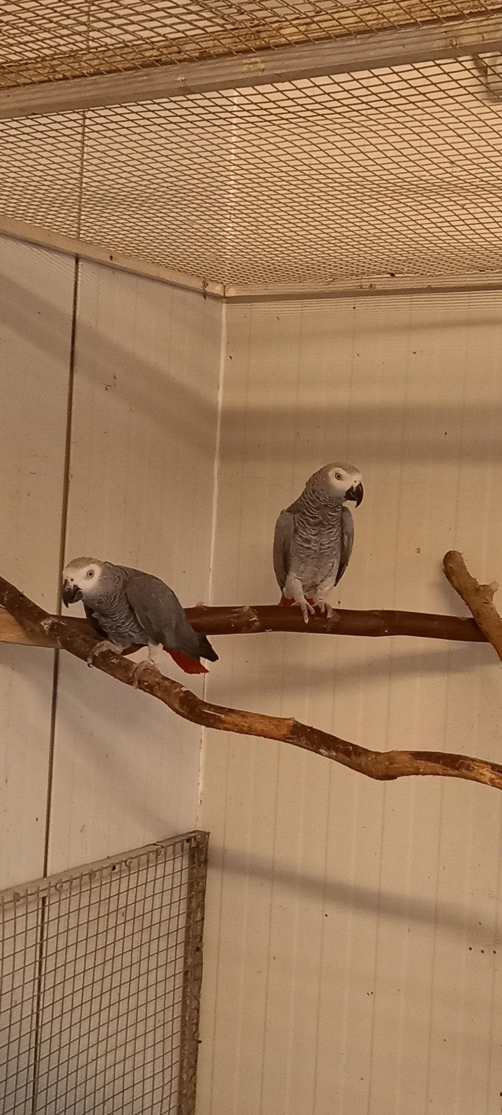 couple repro, Animaux & Accessoires
