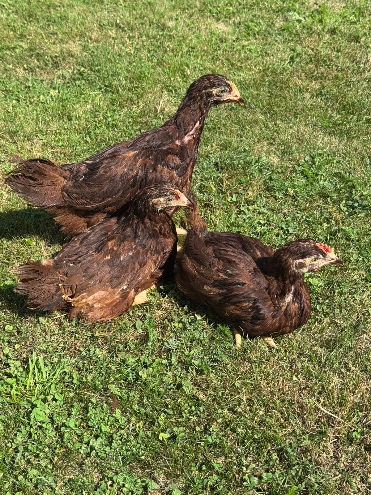 Trio red island kippen, Dieren en Toebehoren