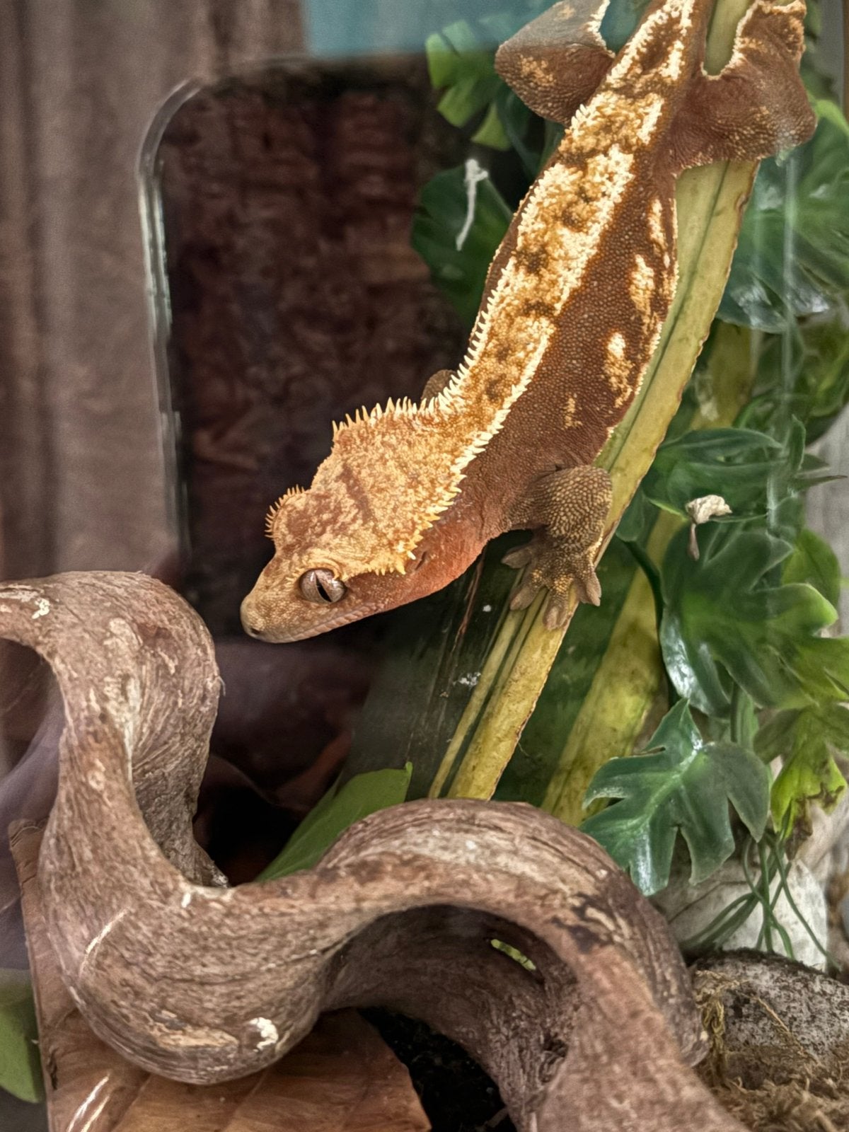 Wimpergekko, Dieren en Toebehoren