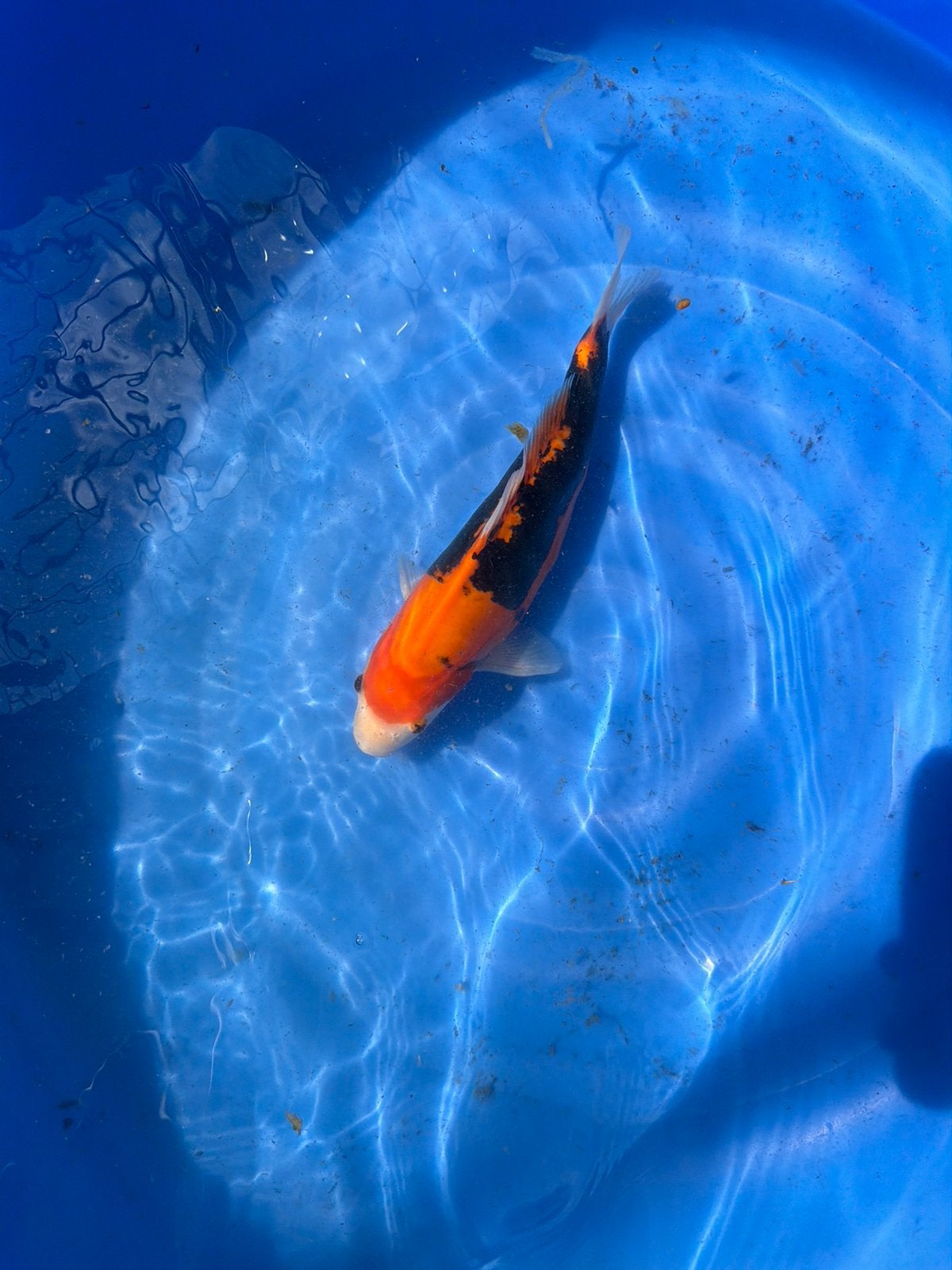Japanse koi