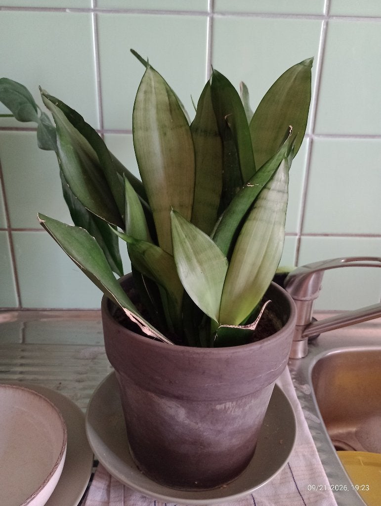 Plante verte interieur sanseviere sansevieria, Autres espèces, En pot, Moins de 100 cm, Enlèvement