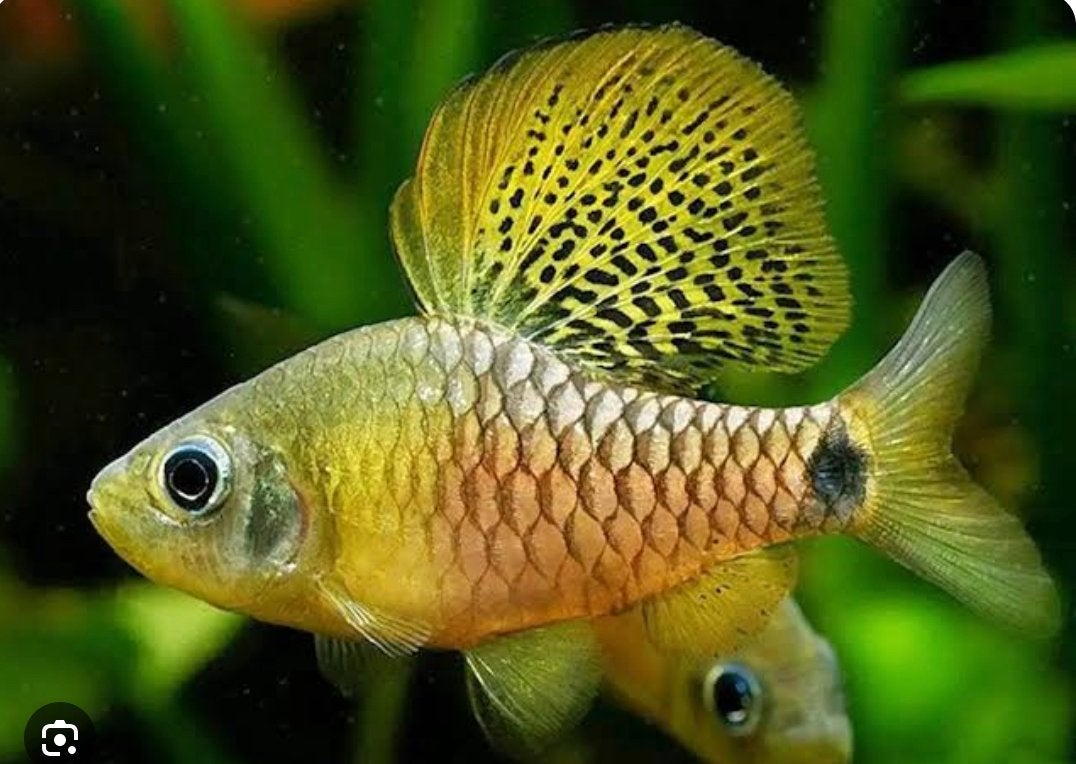 Indische Drapefin Barbeel, Dieren en Toebehoren, Vis, Zoetwatervis, Schoolvis
