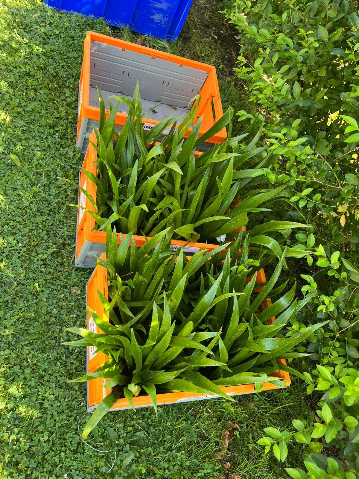 Krabbenscheer (vijverplant), Ophalen of Verzenden, Zo goed als nieuw