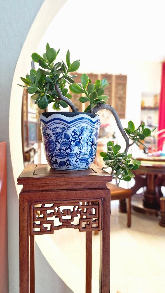 Bonzaï Arbres de Jade Crassula Bonsaï, Enlèvement