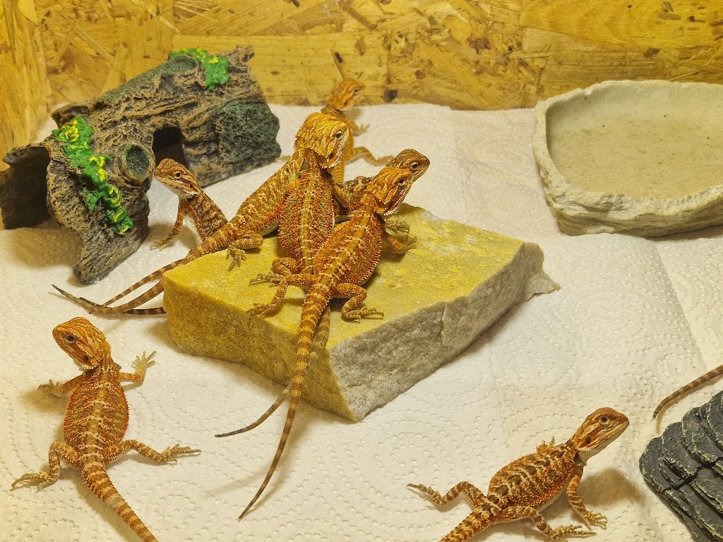 Baardagaam nakweek – Red Monster x Red Monster, Dieren en Toebehoren, Reptielen en Amfibieën, Overige soorten, Tam, 0 tot 2 jaar