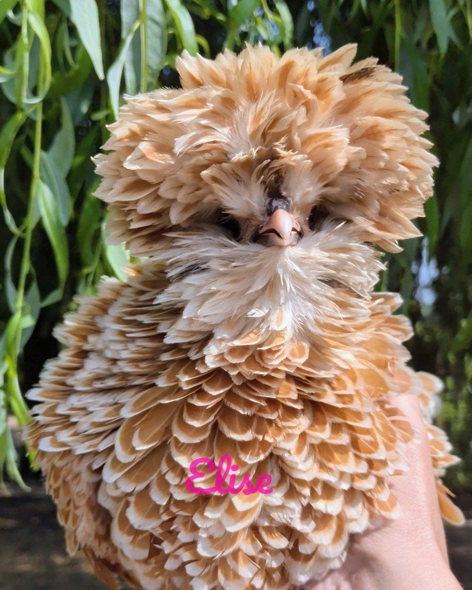 Padua krulveer broedeieren, Animaux & Accessoires, Volatiles, Poule ou poulet