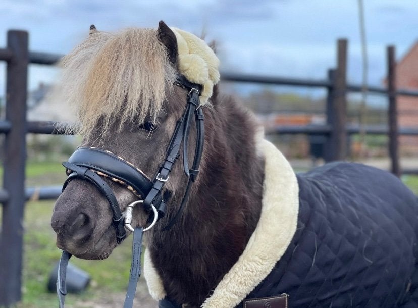 Shetlander “Macho”, Avec puce électronique, Hongre, Poney de récréation, Poney A (jusqu'à 1.17 m)