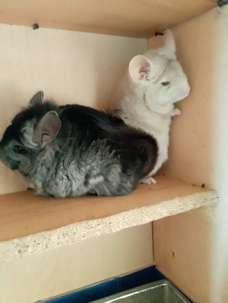 chinchilla's, Animaux & Accessoires, Rongeurs, Femelle, Chinchilla, Mars