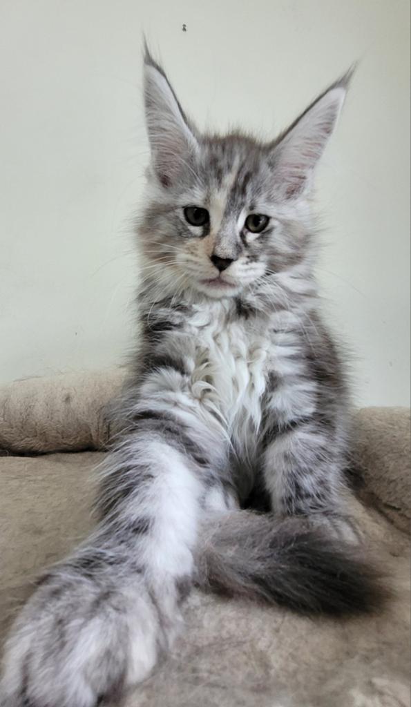 Maine Coon kittens, Dieren en Toebehoren, Meerdere dieren, Gechipt, 0 tot 2 jaar