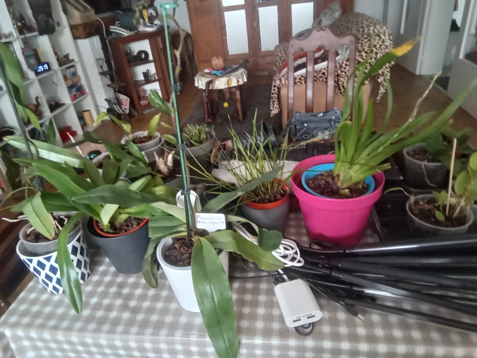lots orchidee, Enlèvement
