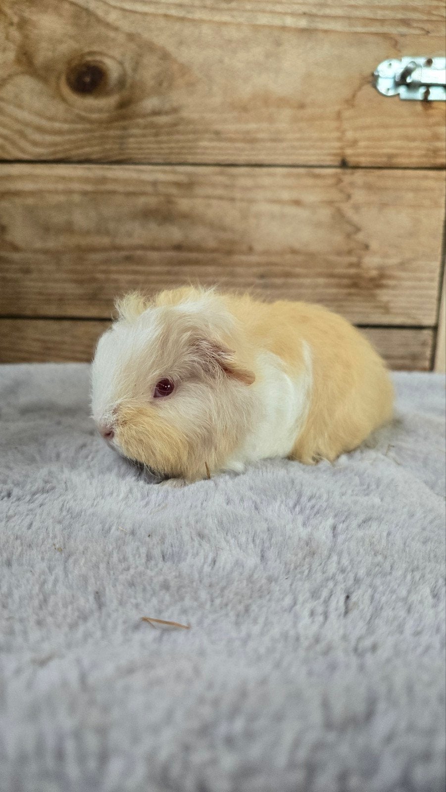 CH Teddy cavia beertjes, Dieren en Toebehoren, Mei, Mannelijk, Cavia