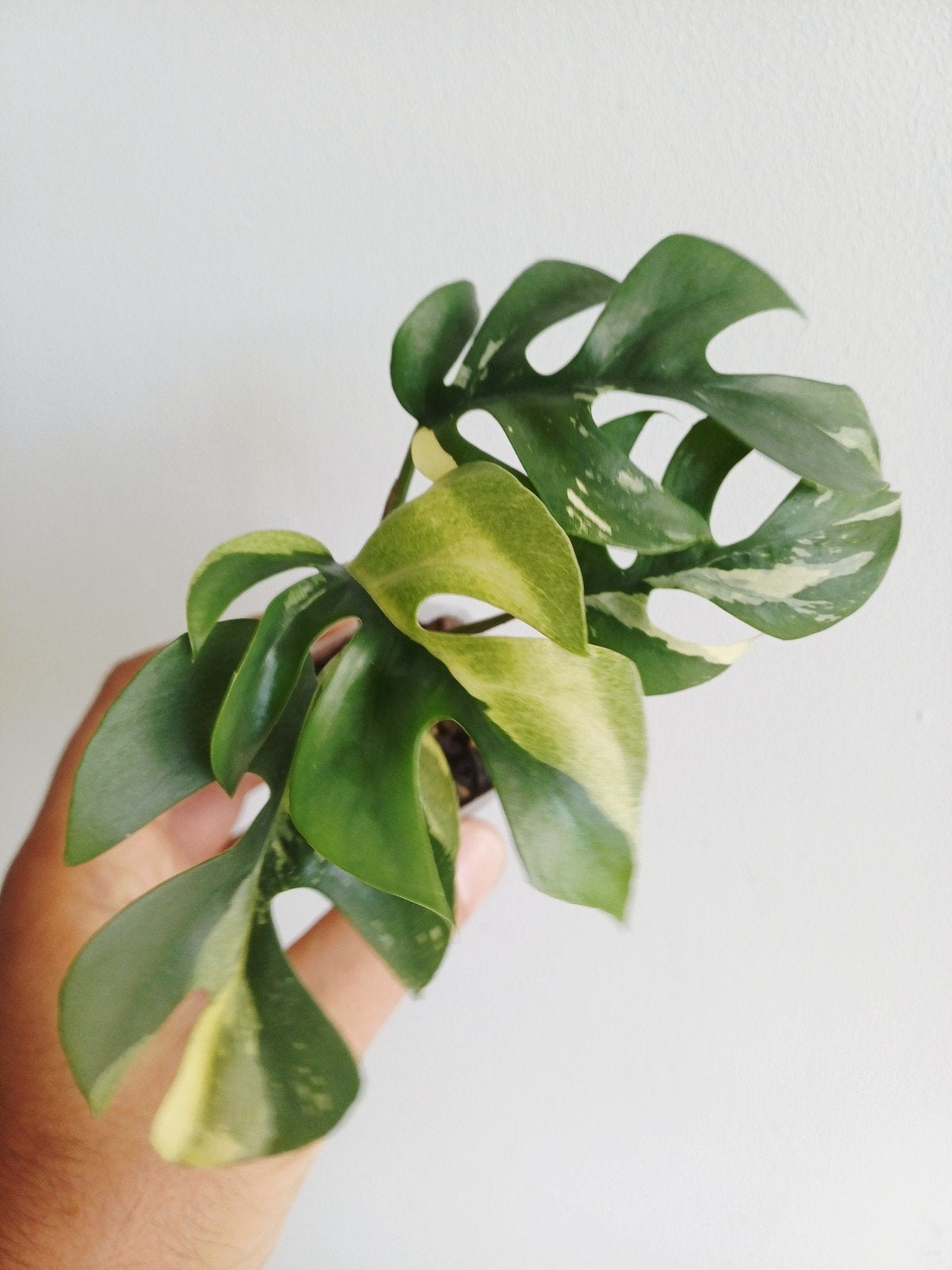 Rhaphidophora Tetrasperma Albo variegata, Huis en Inrichting, Overige soorten, In pot, Minder dan 100 cm, Groene kamerplant