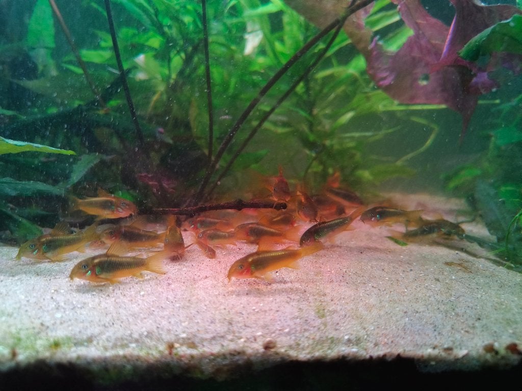 Corydoras gold laser, Dieren en Toebehoren, Schoolvis