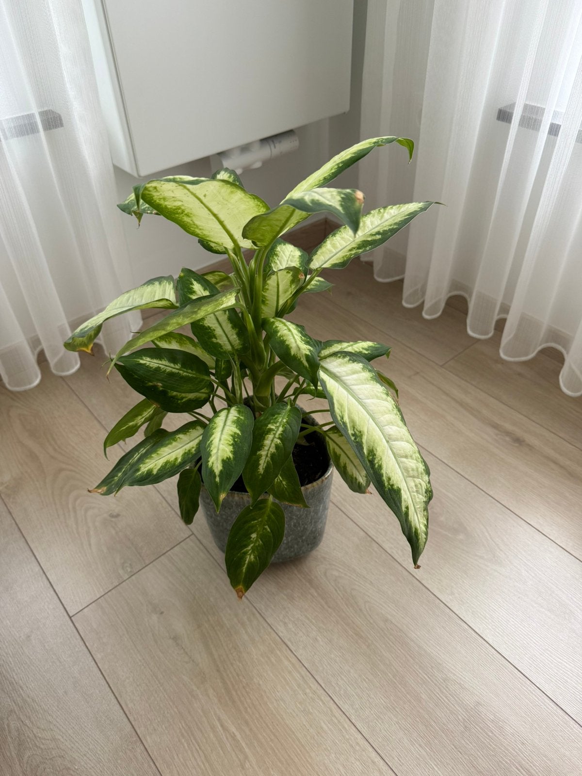 Leuke kleine plantje, Maison & Meubles, Plantes d'intérieur, Plante verte, Enlèvement, Moins de 100 cm