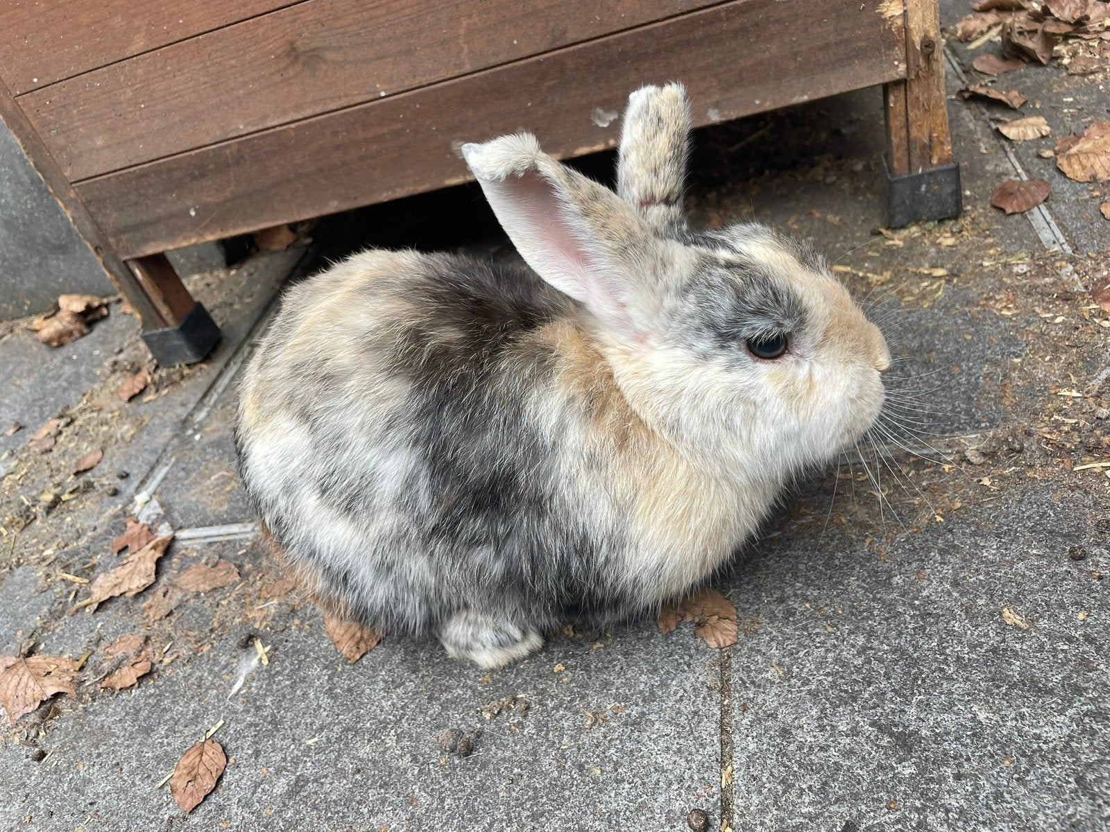 Konijnen, Dieren en Toebehoren, Mannelijk, Klein, 3 tot 5 jaar