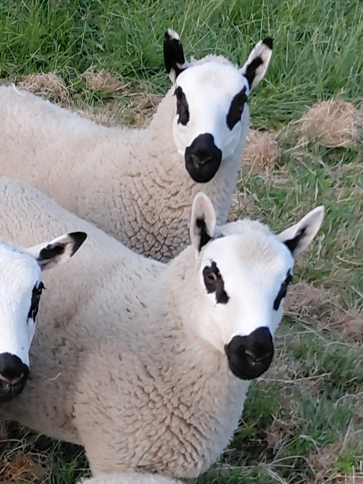 Kerry hill ram lammetjes, Dieren en Toebehoren