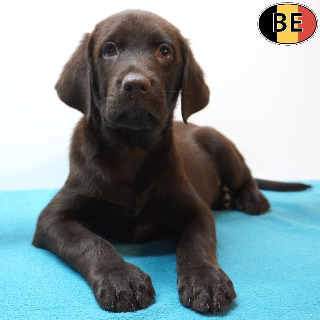 Labrador pup (Chocoladebruin) te koop (Belgisch), België, CDV (hondenziekte), 8 tot 15 weken, Labrador retriever