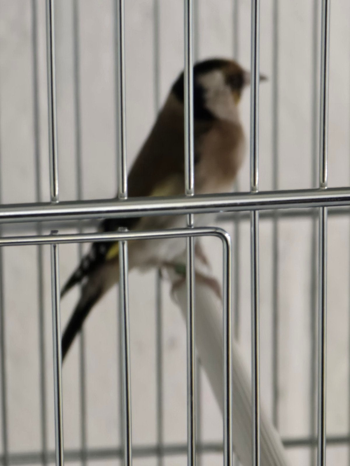 Kleine Bloemputter pop 2026

Correct geringd

af te halen in, Dieren en Toebehoren, Vrouwelijk, Wildzangvogel, Geringd