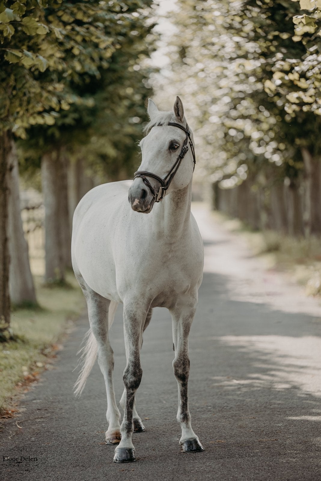 Brave, eerlijke 15-jarige Zangersheide merrie, Merrie, 165 tot 170 cm, Met stamboom, 11 jaar of ouder