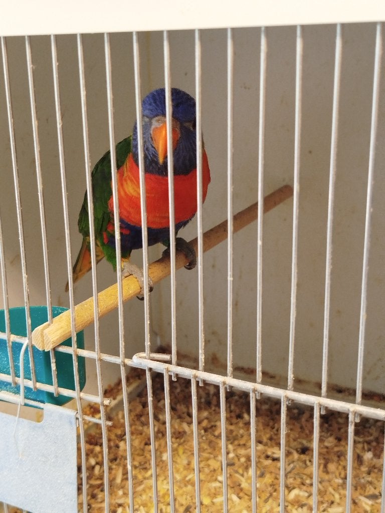 Lori