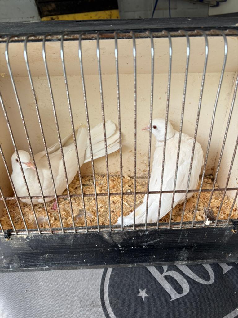Lachduiven, Dieren en Toebehoren, Vogels | Duiven, Mannelijk, Tortelduif