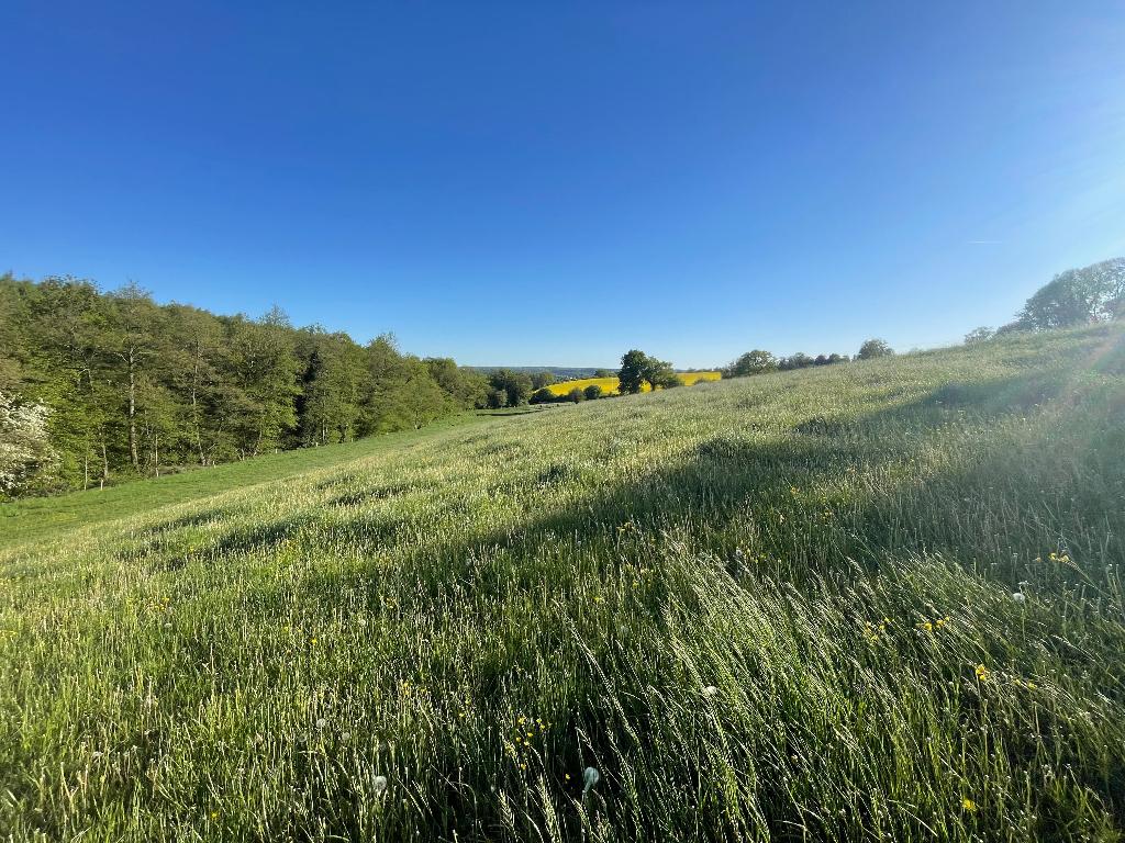 Pension prairie à Vinalmont, Pâturage, 4 chevaux ou poneys ou plus