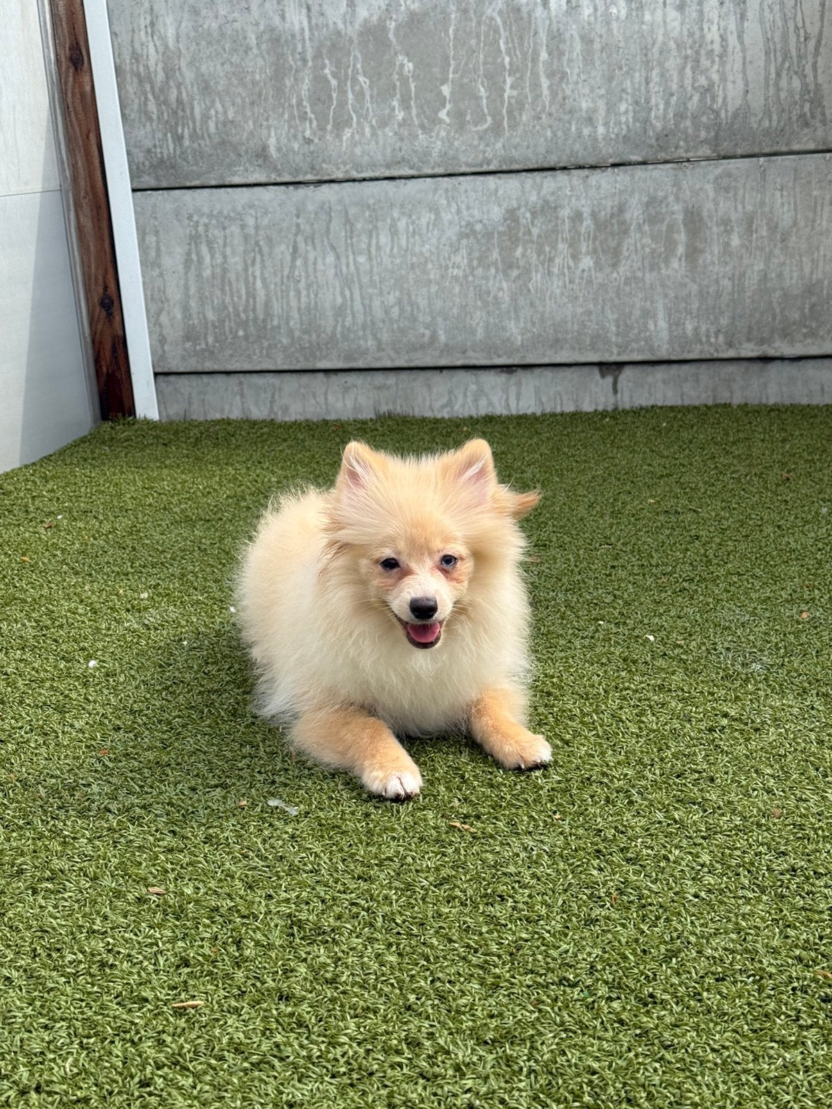 Dwergkeeshond pup, Dieren en Toebehoren, België, Keeshond, 15 weken tot 1 jaar, Reu