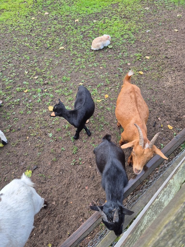 Geitjes en bokken, Dieren en Toebehoren, Meerdere dieren, Geit, 0 tot 2 jaar