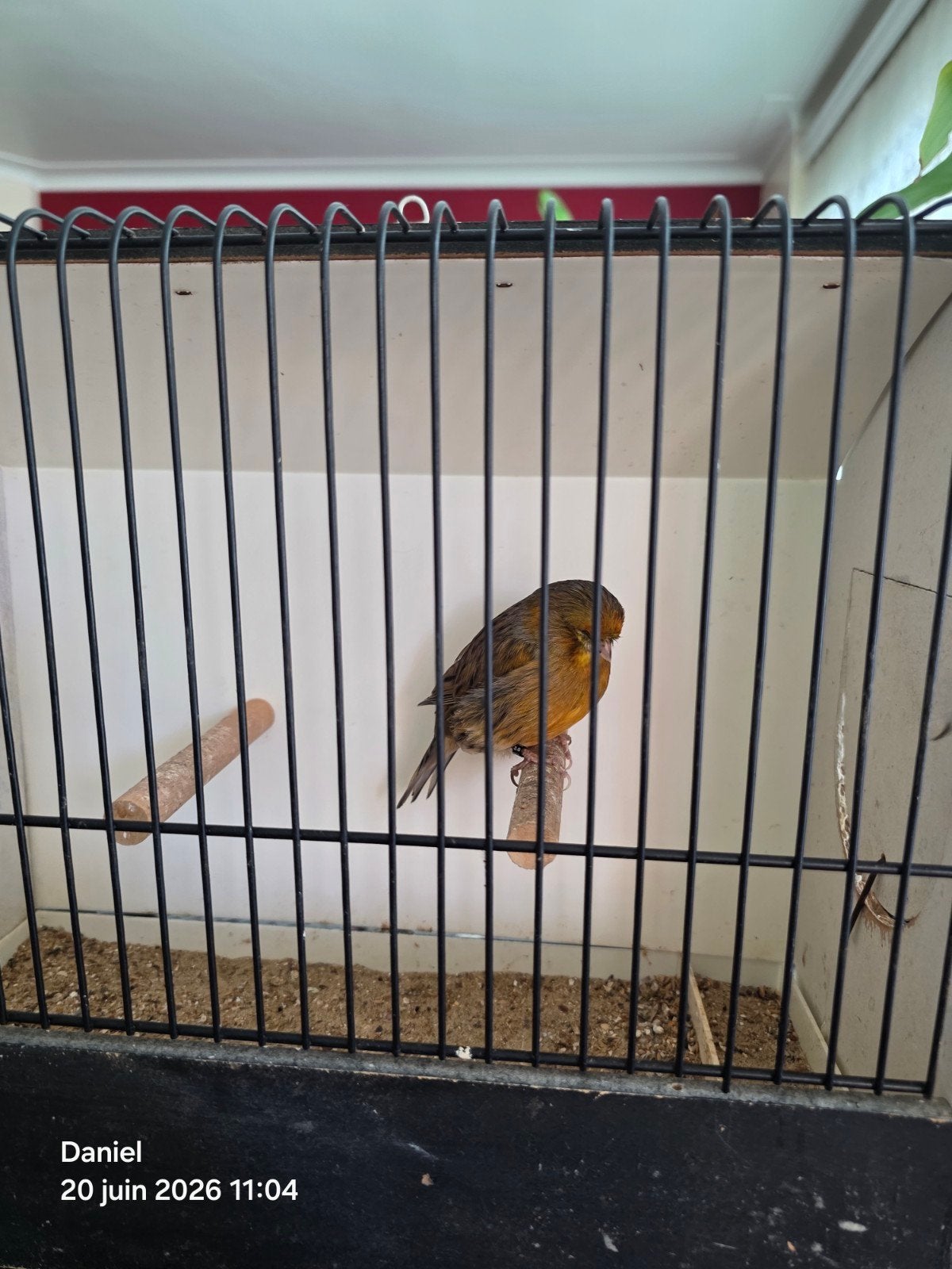 Canari Gloster consort