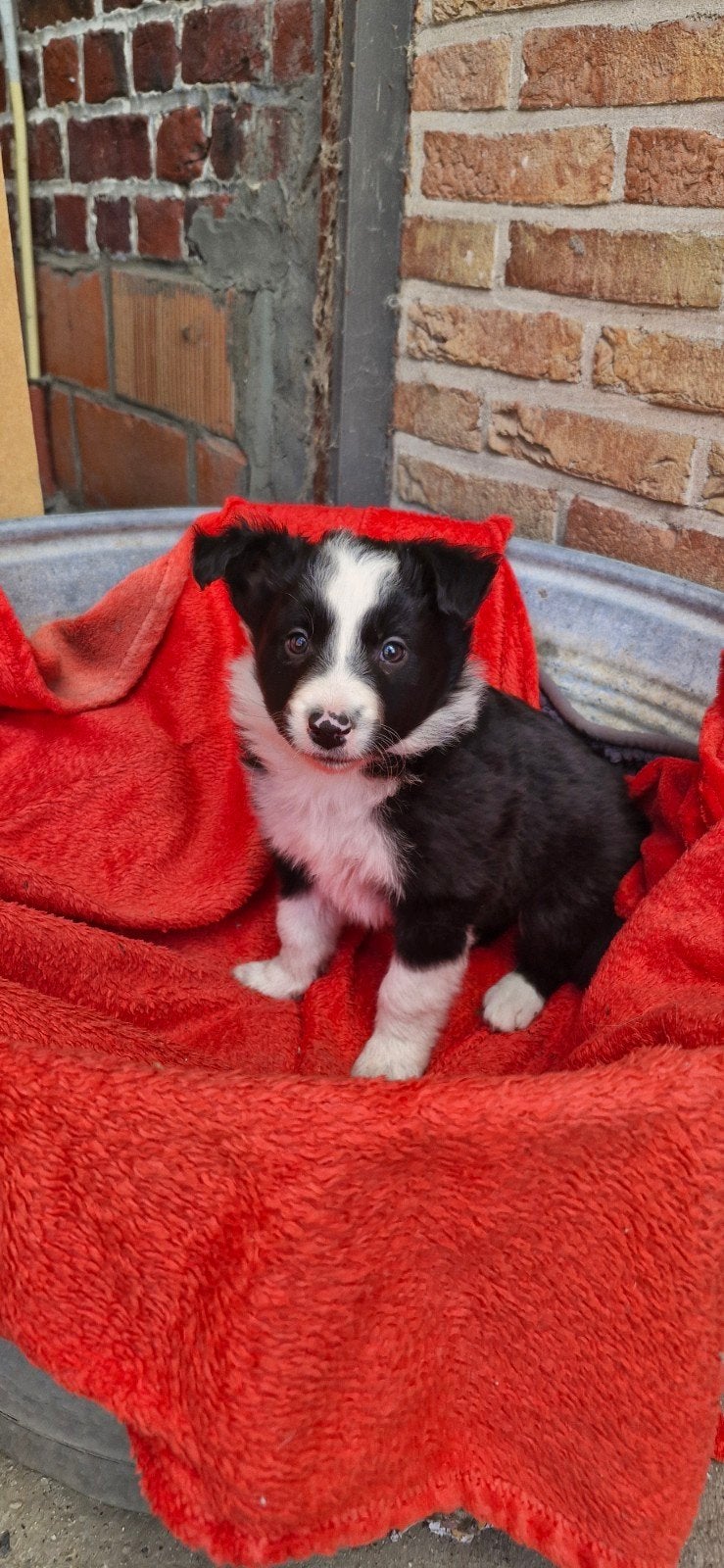 border collie pups (enkel reutjes), Dieren en Toebehoren, België, Particulier, Reu, 8 tot 15 weken