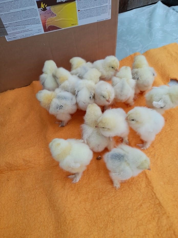 Brahma Chicks blanc/noir, Sexe inconnu, Poule ou poulet
