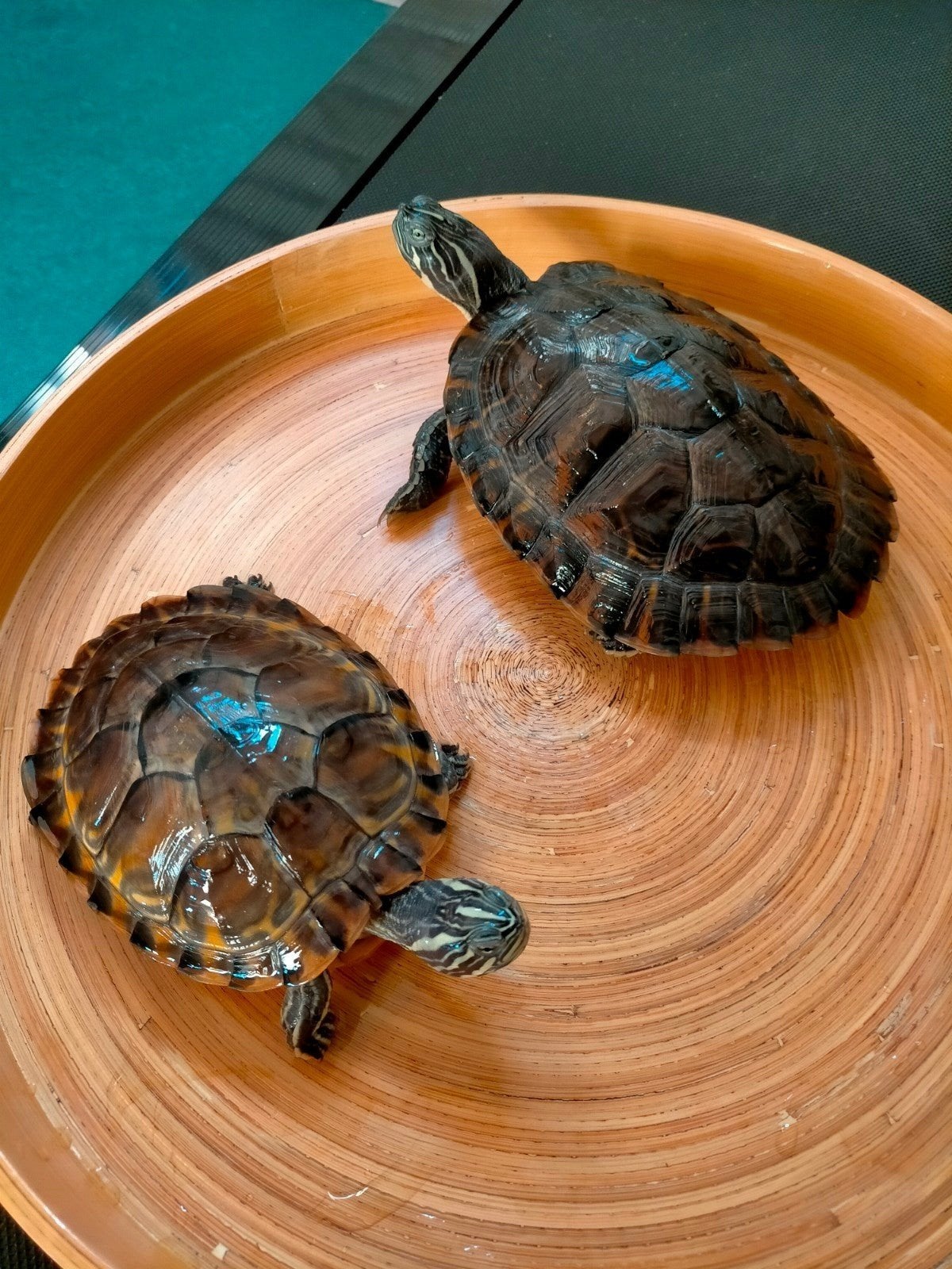 2 waterschildpadden met filterpomp fluvial, Dieren en Toebehoren, Ophalen