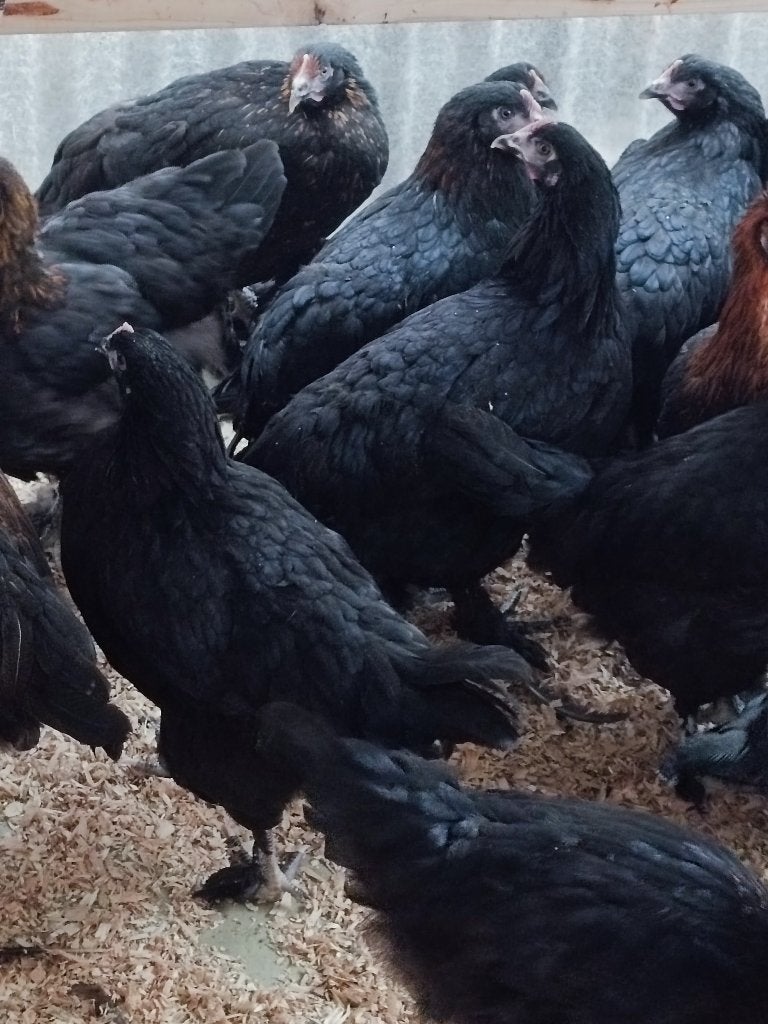Poules marans pures meilleur prix en Belgique 0499/082381, Femelle, Poule ou poulet