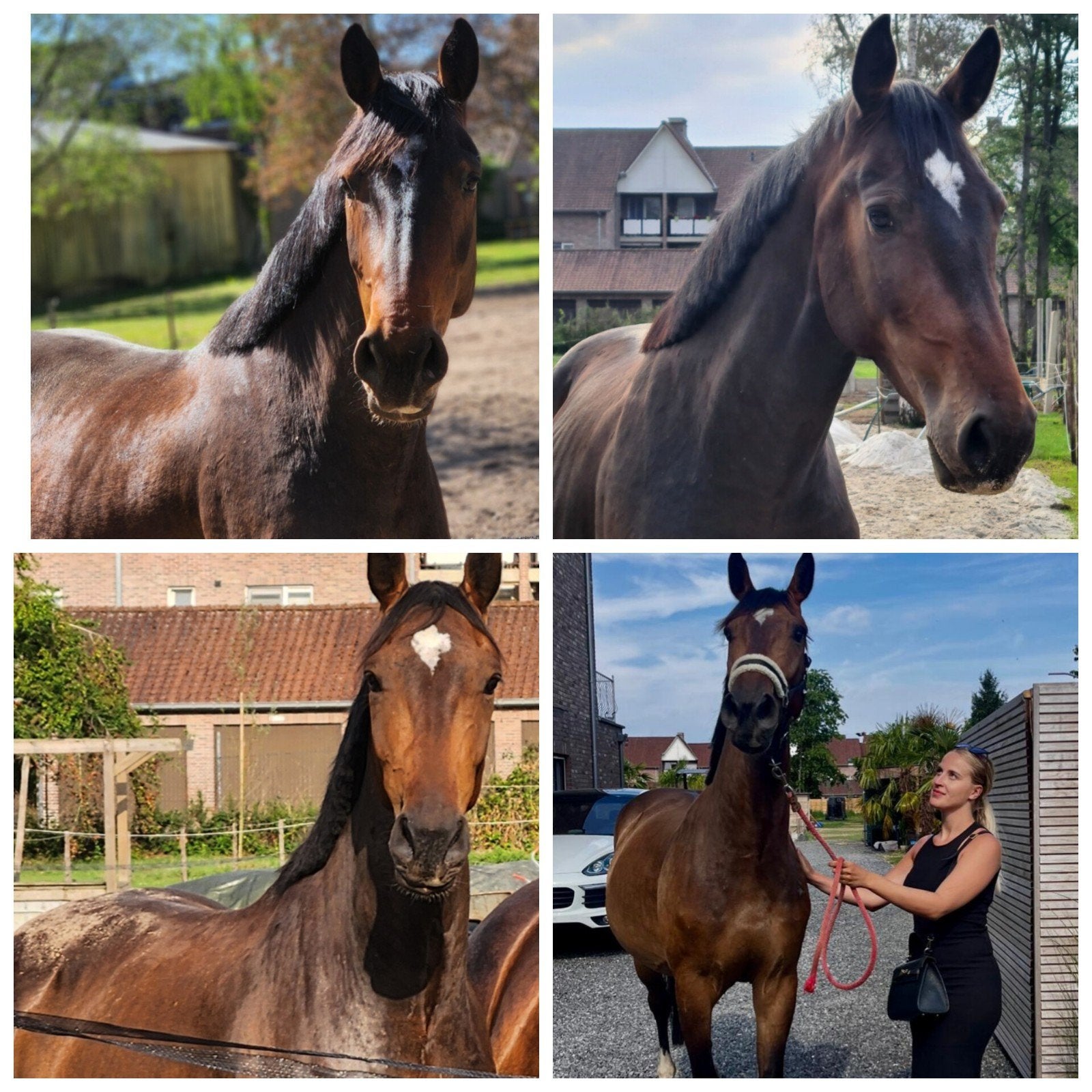 4jarige cote d'ore Z ruin te koop, Débourré, 165 à 170 cm, Cheval de saut, 3 à 6 ans
