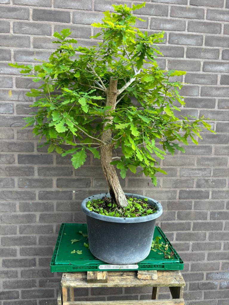 Bonsai zomer eik, Enlèvement, Été