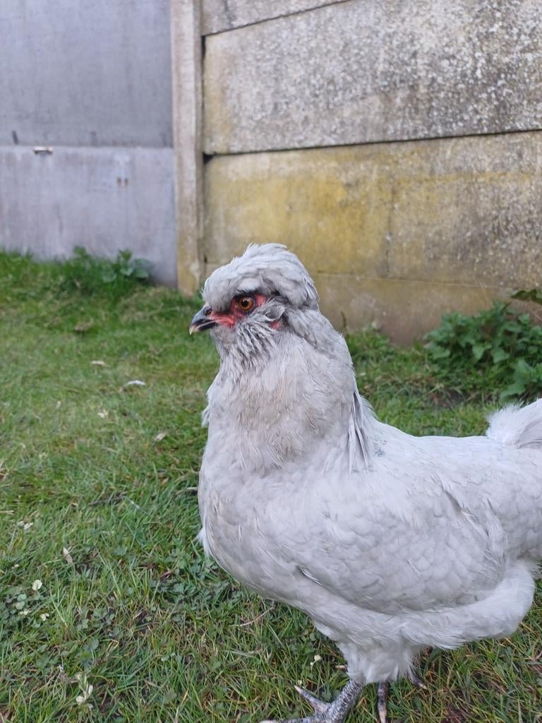 Koppel Britse Araucana's, Dieren en Toebehoren