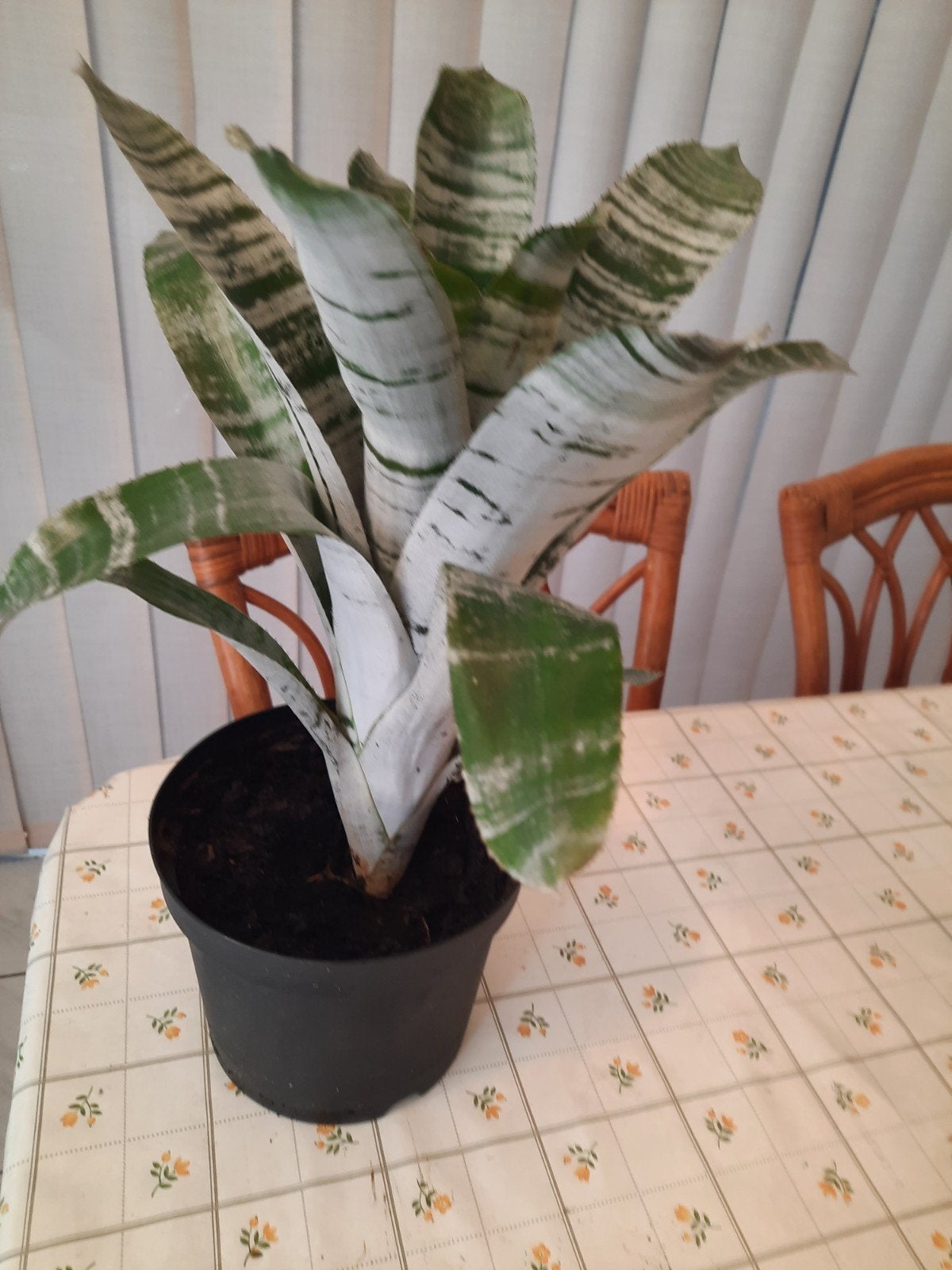 Kamerplant ( Bromelia), Enlèvement