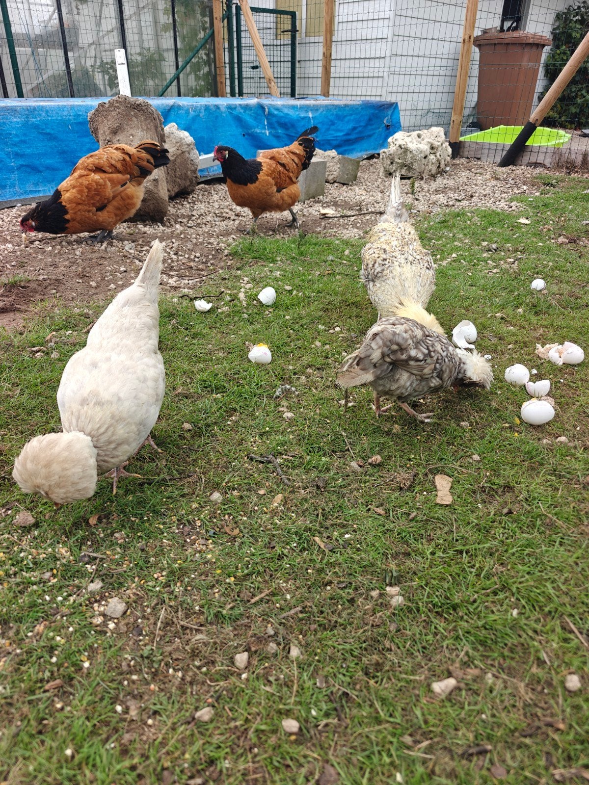 Hollandse Witkuif, Dieren en Toebehoren, Geslacht onbekend, Kip