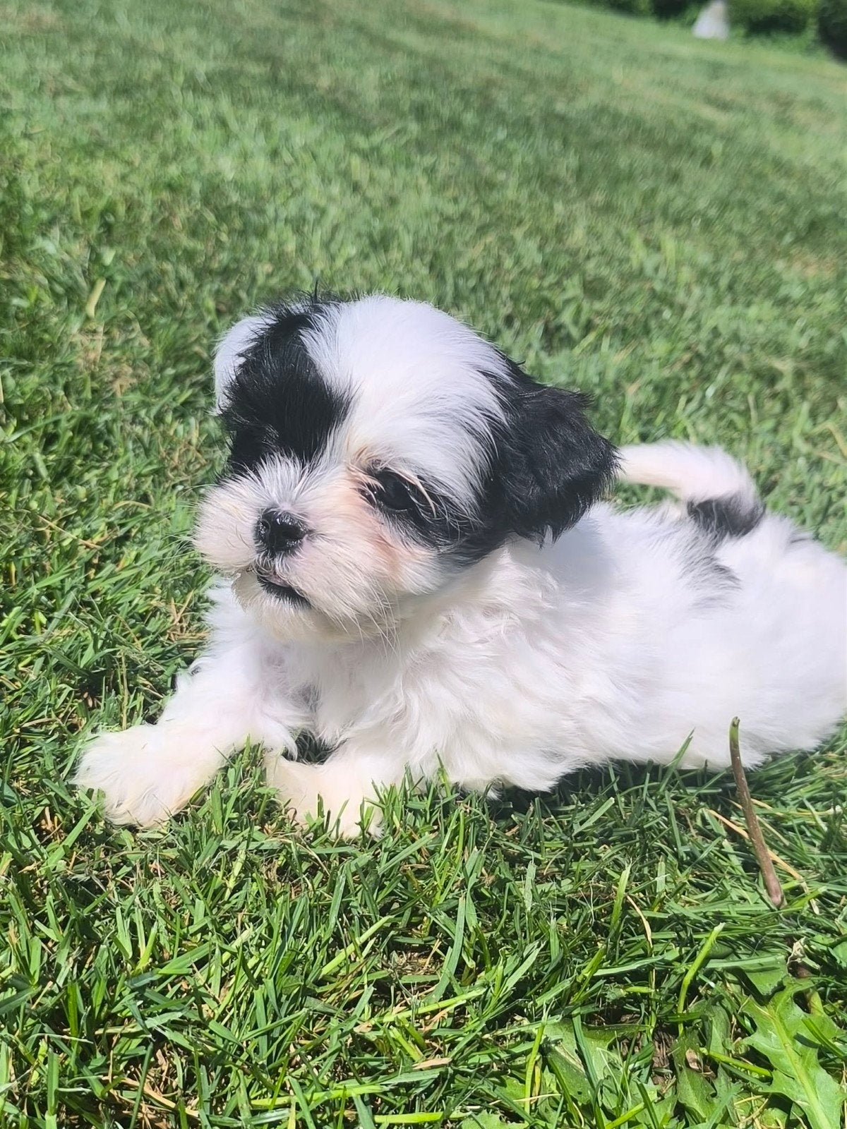Malshi pups, Parvo, België, Maltezer, 8 tot 15 weken