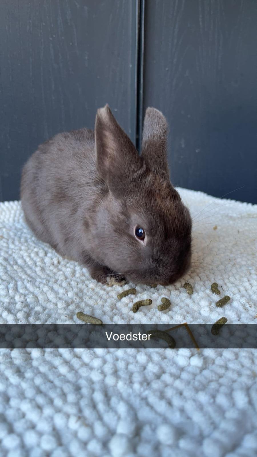 Raszuivere kleurdwergjes, Meerdere dieren, Dwerg, 0 tot 2 jaar