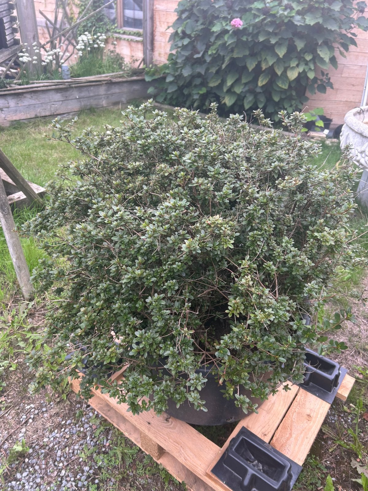 Azalea in kuip, Tuin en Terras, Ophalen